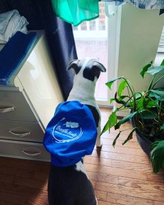 5-Even the Dog loves our bags
